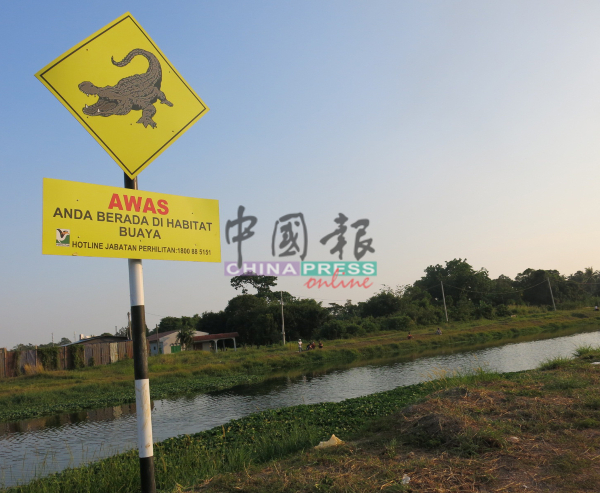 ■甘榜登雅的河边置放着“鳄鱼出没”告示板，提醒民众。
