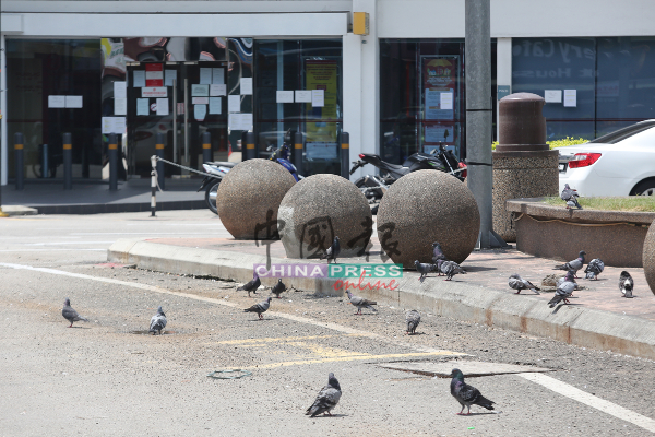 如今甲市区中的人潮遽减，反而是鸽子迅速增加。