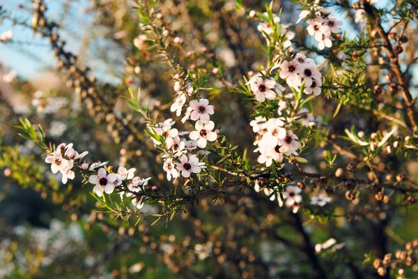 麦卢卡树是一种生长在纽西兰的独有植物，开有白色花朵，有纽西兰国宝的美誉。