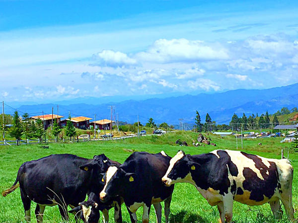 不必千里迢迢飞到纽西兰，也可以感受到纽西兰的气息哦！Desa Cattle Dairy Farm有着马来西亚小纽西兰之称，蓝天白云，成群的黑白花乳牛，仿佛身处纽西兰！