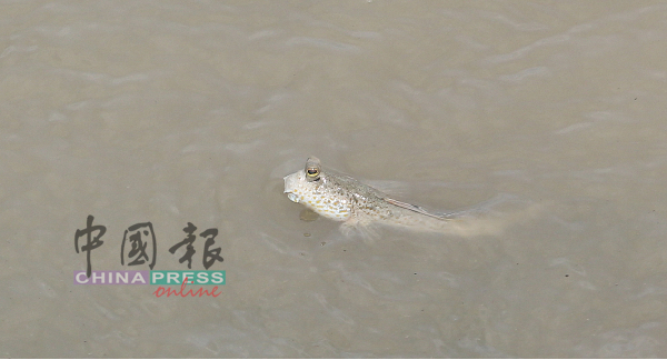 海滩偶尔有不少鱼群跃出水面，图中为跳跳鱼在海滩畅快的戏水。