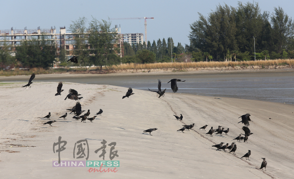 以往海滩总是集聚大量的人群，鸟类都不敢成群到沙滩上，如今没人造访，乌鸦已开始将沙滩占为己有了。