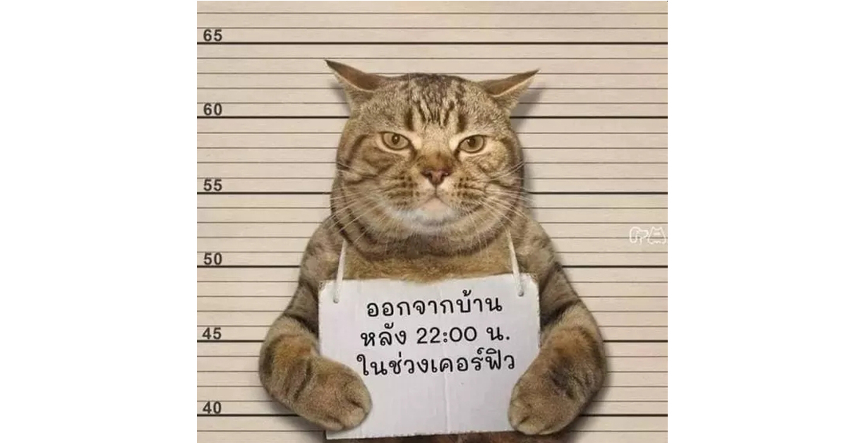 泰国警方逮捕一只猫，指其违反外出禁令，还要求这只猫举着牌子拍摄标准“罪犯照”。