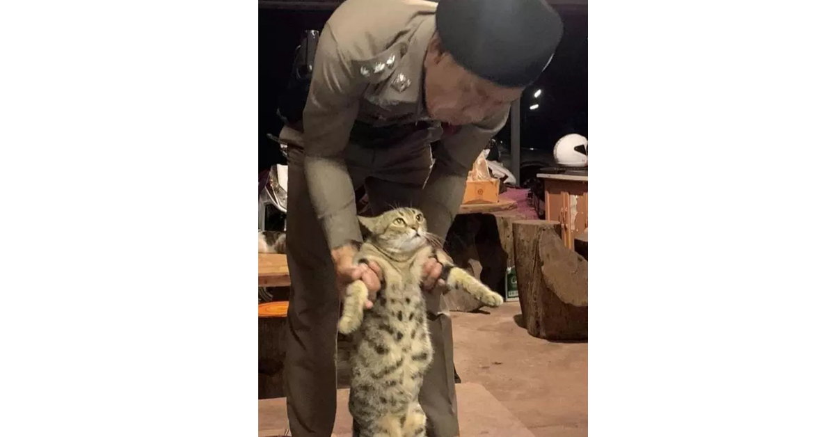 泰国警方逮捕一只猫。