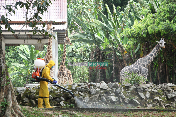 马六甲动物园防疫工作不马虎，每隔3天进行一轮消毒工作。