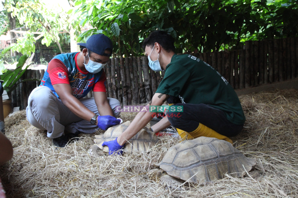 兽医莫哈末沙里占（左）为苏卡达龟进行身体检查。