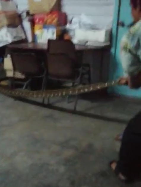 巫裔邻居将17尺长大蟒蛇从木架子底下拉出。