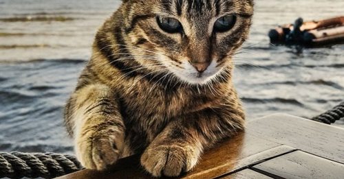 ◤全球大流行◢ 法国宠物猫确诊新冠 曾有呼吸道、消化道症状