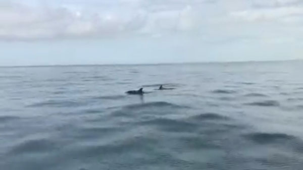 波德申海域再有新发现，公众在丹绒端海域惊见海豚，令在场者欣喜。
