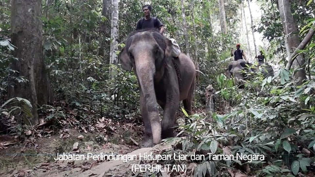 训象师骑着大象通过森林到原住民村落。