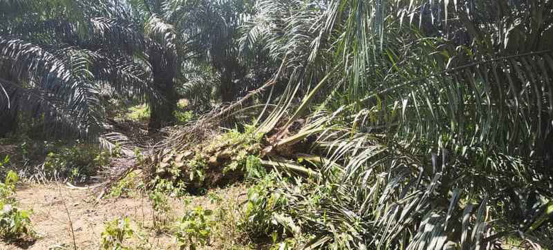 侵占安绒特杜垦殖民地的大象推倒了油棕树。