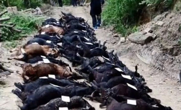 韦先生圈养的63只山羊，一夜之间54只惨遭割喉杀害。