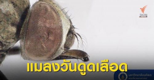 泰国发现新种类吸血蝇