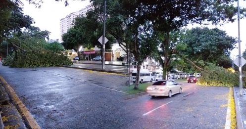 旺沙玛朱豪雨后多地树倒 经过车辆险中招