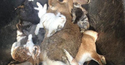 兔群突然死亡 验出致命出血性病毒