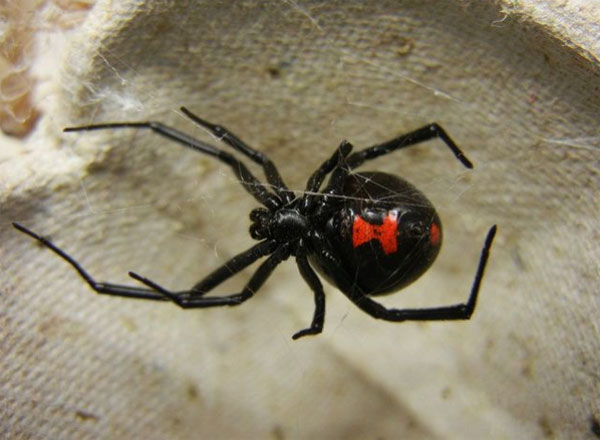 蜘蛛“黑寡妇”是世界上毒性最强的生物之一。