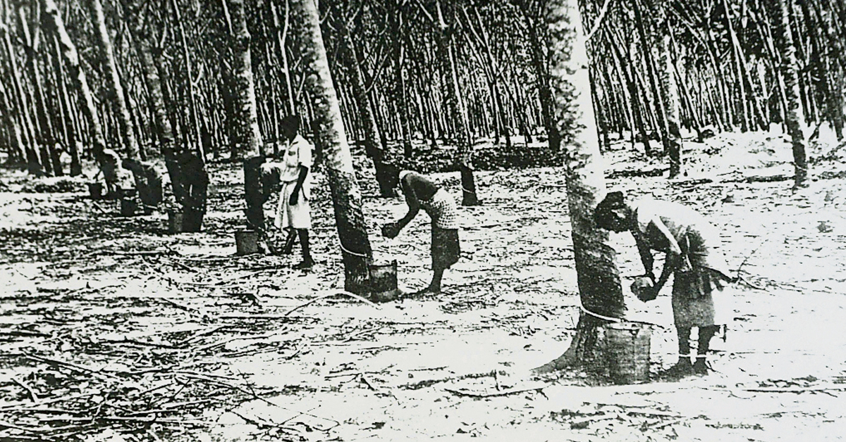 政海浮沉三十載．第32期：在武吉峇淡園的十年 十年一覺園丘夢 盡收種膠樹學問