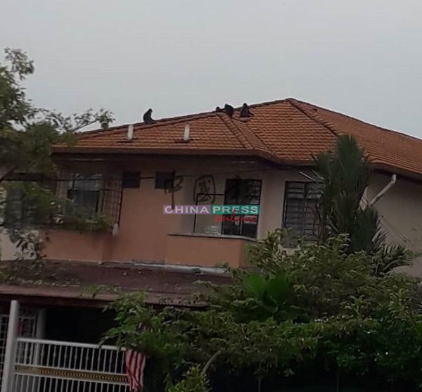 群猴在屋顶走动，弄坏屋瓦。