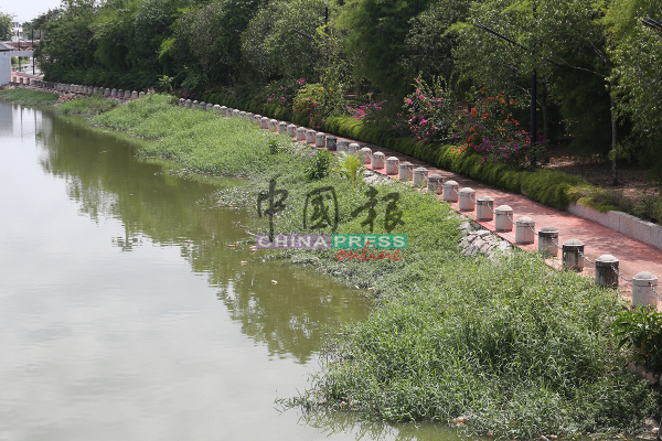 甲河第二阶段充满许多杂草，情况骇人。