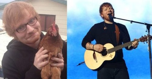 Ed Sheeran养鸡  遭狐狸偷袭