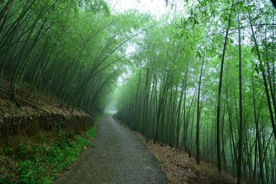 嘉义县文化观光局推荐“瑞里绿色隧道”，是台版穿越之门。（图：截自嘉义县文化观光局粉专）