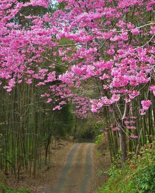 春天限定的樱花竹林步道，充满诗情画意。（图：漫步在云端的阿里山）