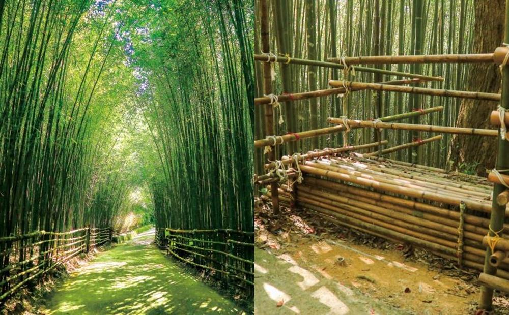 “乌嘎彦竹林”体验走在翠绿竹林包围形成的天然隧道中。（图／截自苗栗观光旅游网）