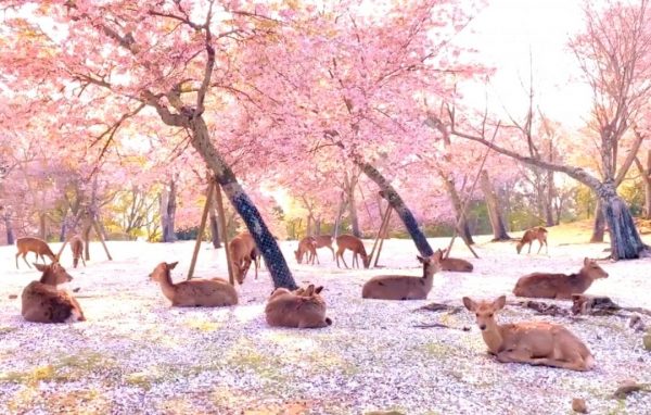 奈良鹿悠闲坐卧在满开的樱花间休息，梦幻场景令人惊艳。
