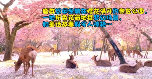 【旅游指南】奈良鹿坐卧梦幻樱花林