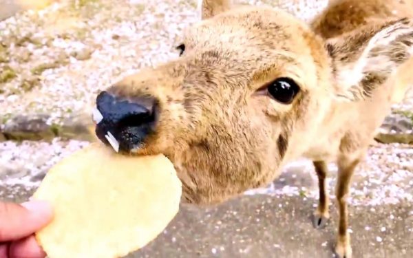 许久不见游客喂食的奈良鹿，鼻尖也沾上樱花瓣，萌样讨喜。