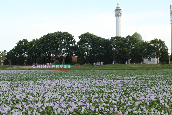 面向清真寺前的浮萍所盛开的花瓣，画面犹如异国他乡。