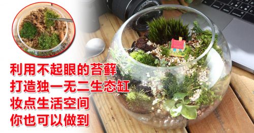 【品味生活】自制迷你苔藓生态缸