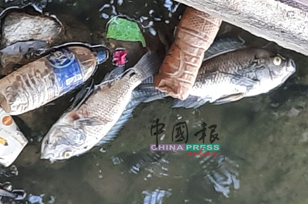 ■死鱼与垃圾堆积河面，破坏环境卫生。