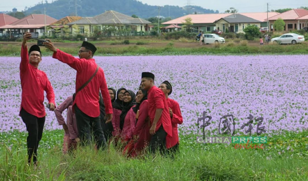 ■马来家庭穿着同颜色的佳节服装，到花海旁拍下温馨照片。