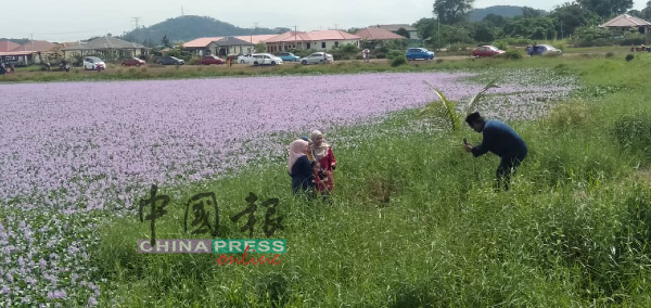 一家大小在花海前，留下难忘的时刻。