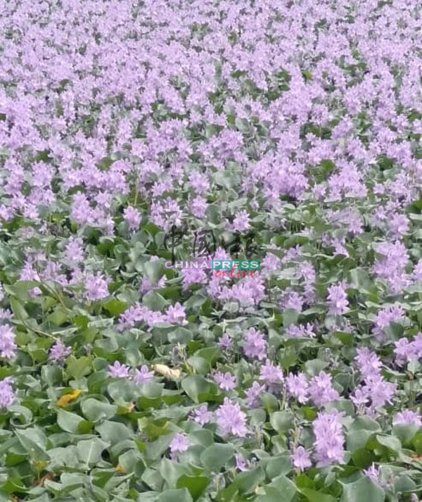 美丽的紫色花朵，近期成为全城焦点。