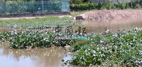 罕见钳嘴鹳立在浮萍上，形成一幅美景。