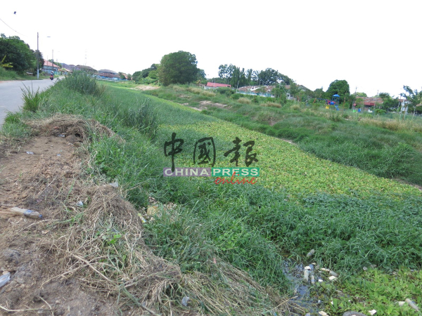 河流布满浮萍及野草，可能影响排水的顺畅，下雨的时候，容易引发突发水灾。