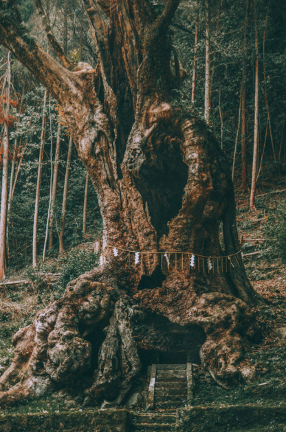 中空的树洞成为天然的神龛。