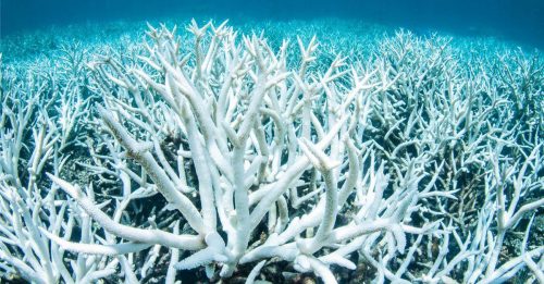 澳洲大堡礁 历年来最热 珊瑚大规模白化