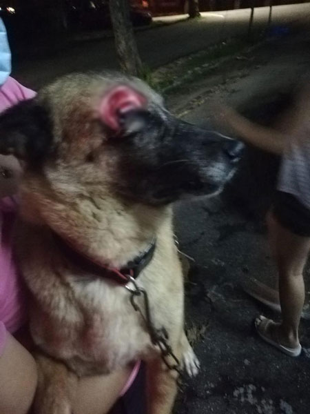 流浪狗遭人打至眼睛伤残，留下一块血肉。