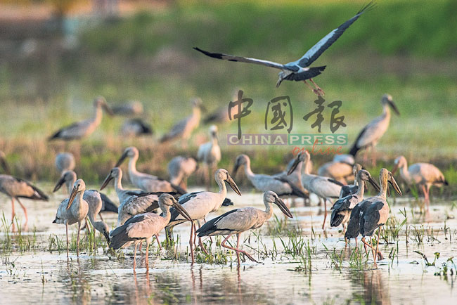 今年，吴伟柏心目中的明星鸟——钳嘴鹳，可在稻田看到。