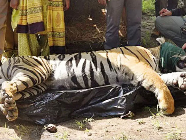 老虎被关入笼子前，接受注射镇静剂。