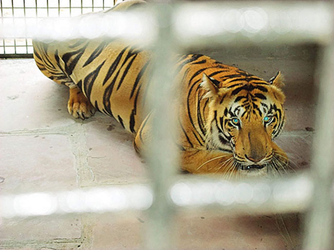 咬死人的老虎， 最终被关入笼子内。