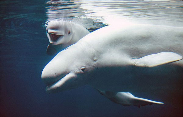 白鲸Whisper和它的宝宝。