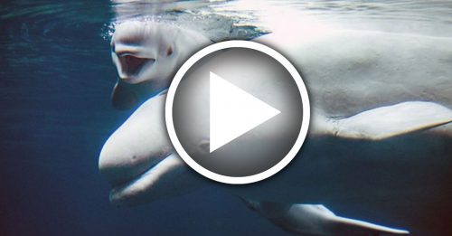 乔治亚水族馆喜迎白鲸宝宝 体重79公斤 比平均还大只