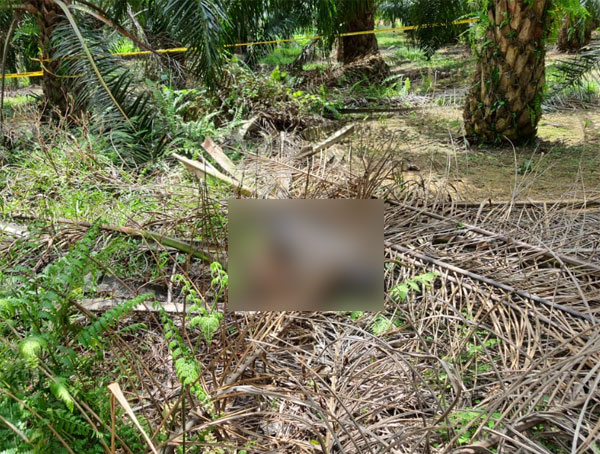 警方在晏斗消拯局后部园丘草丛，发现一具相信是印裔的男性尸体。