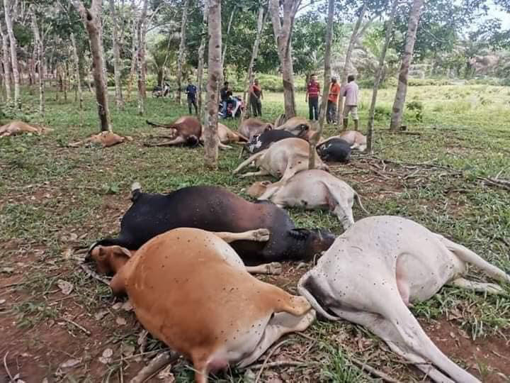 哥打丁宜亚平东区垦殖区的油棕园出现23头牛集体死亡。