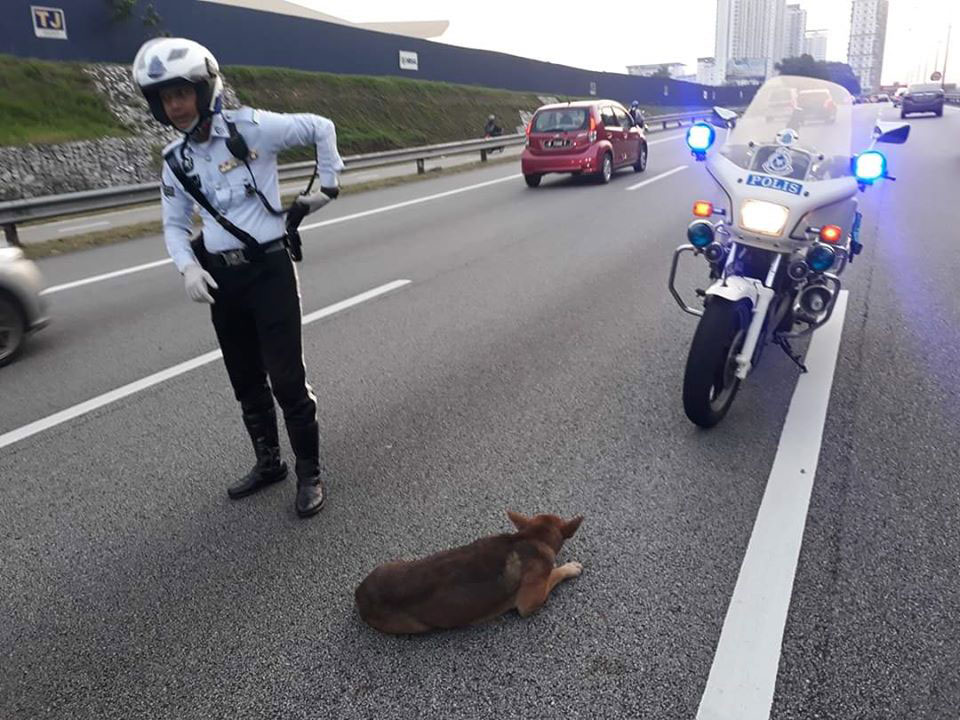 交警把骑乘的摩哆，停在受伤的流浪狗前后，防止来往车辆再度撞到它。