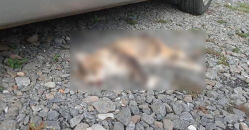 夫妻疑虐杀2猫 动物协会促网友报警
